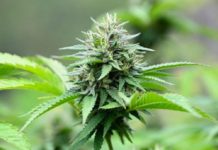 La molécule responsable de l’odeur du cannabis a été identifiée Cannabis-la-molecule-responsable-de-son-odeur-a-ete-identifiee