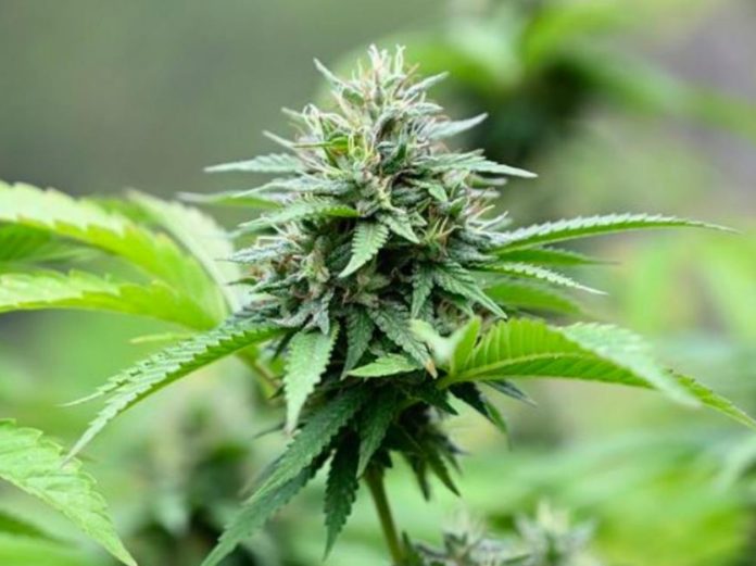 Cannabis-la-molecule-responsable-de-son-odeur-a-ete-identifiee