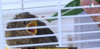 Animaux sauvages trouvés dans le jardin : comment les soigner ? Comment-soigner-les-animaux-sauvages-trouves-dans-mon-jardin-