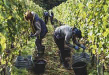Tout connaitre du contrat de vendanges Contrat-de-vendanges-caracteristiques-duree-et-fin