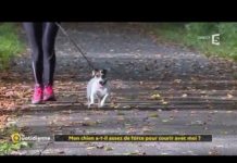 Courir avec son chien, c’est du sport ! Courir-avec-son-chien-cest-du-sport-