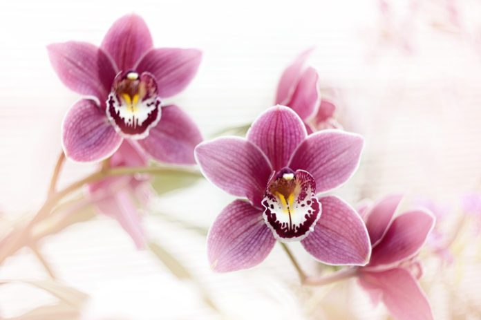 Cymbidium-voici-lastuce-miracle-pour-bien-cultiver-cette-orchidee-reine-des-fetes-de-Noel-et-profiter-de-ses-si-belles-fleurs-