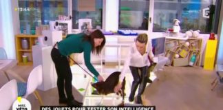 Testez l’intelligence de votre animal grâce à ces jouets Des-jouets-pour-tester-lintelligence-de-votre-animal