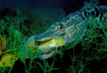 Les poissons n’ont pas la vie douce Des-poissons-qui-nont-pas-la-vie-douce