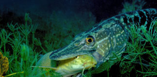 Les poissons n’ont pas la vie douce Des-poissons-qui-nont-pas-la-vie-douce