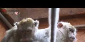 Que deviennent les animaux de laboratoire utilisés dans l’expérimentation animale ? Experimentation-animale-que-deviennent-les-animaux-de-laboratoire-Allo-docteurs