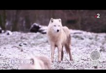 Au loup ! Faune-Au-loup-