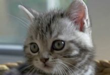 Votre chat, comment le rendre heureux ? Faune-Comment-rendre-minou-heureux-