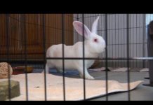 La deuxième vie des animaux de laboratoire La-deuxieme-vie-des-animaux-de-laboratoire-