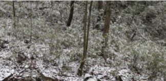 Un génie insoupçonné du camouflage : le panda géant Le-panda-geant-genie-insoupconne-du-camouflage