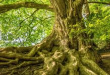 Les arbres réagissent-ils comme nous? Les-arbres-sont-ils-vraiment-comme-nous