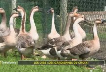 Des gardiennes de choix, les oies ! Les-oies-des-gardiennes-de-choix-
