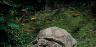 Les tortues ont une mémoire étonnante Les-tortues-ont-une-memoire-delephant