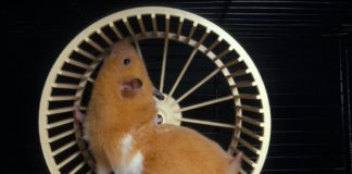 Les hamsters résistent étonnamment bien à l’alcool Lincroyable-resistance-des-hamsters-a-lalcool