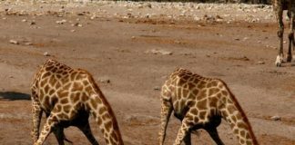 La girafe, cet animal sociable Oui-la-girafe-est-aussi-un-animal-social