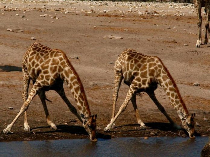 Oui-la-girafe-est-aussi-un-animal-social