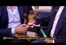 Cadeau intelligent : lequel offrir à son animal ? Quel-cadeau-intelligent-offrir-a-mon-animal-pour-Noel-