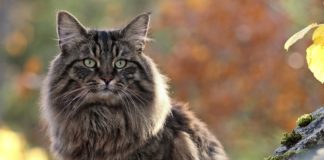 Quels sont les plus belles races de chats (selon la science) ? Voici-les-plus-belles-races-de-chats-selon-la-science-votre-chat-en-fait-peut-etre-parti-