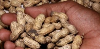 Habituer les enfants, une piste prometteuse contre l’allergie à la cacahuète Allergie-a-la-cacahuete-habituer-les-tout-petits-une-piste-prometteuse