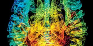 Comment notre cerveau a été façonné par l’évolution Comment-l039evolution-a-faconne-notre-cerveau