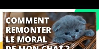 Moral de son chat : comment le remonter ? Comment-remonter-le-moral-de-mon-chat-Samedi-a-tout-prix