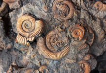 La coquille des mollusques : comment s’enroule-t-elle ? Comment-senroule-la-coquille-des-mollusques