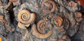 La coquille des mollusques : comment s’enroule-t-elle ? Comment-senroule-la-coquille-des-mollusques