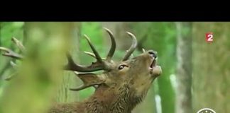 Le cerf et son brame Faune-Le-brame-du-cerf