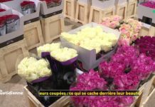 Ce qui se cache derrière la beauté des fleurs coupées Fleurs-coupees-ce-qui-se-cache-derriere-leur-beaute