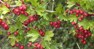 Attirer les oiseaux dans votre jardin grâce à ces arbustes Jardinage -Ces-arbustes-a-planter-pour-attirer-les-oiseaux-dans-votre-jardin