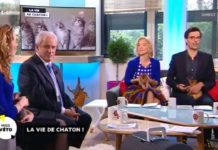 Comment adopter un chaton ? Je-veux-adopter-un-chaton