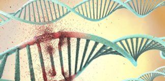 Moins hasardeuse qu’on ne le pensait, la sélection naturelle La-selection-naturelle-est-moins-hasardeuse-qu039on-ne-le-pensait