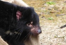 Un charognard pas comme les autres, le diable de Tasmanie Le-diable-de-Tasmanie-un-charognard-pas-comme-les-autres