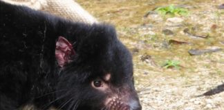 Un charognard pas comme les autres, le diable de Tasmanie Le-diable-de-Tasmanie-un-charognard-pas-comme-les-autres