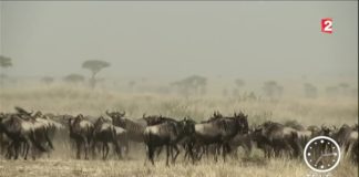 La migration des gnous dans les plaines du Serengeti Migration-dans-les-plaines-du-Serengeti