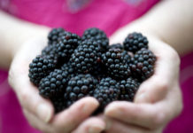 Renforcez votre système immunitaire avec ces 12 fruits et légumes violets 12-fruits-et-legumes-violets-qui-aident-a-renforcer-le-systeme-immunitaire