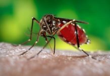 Insecticides : comment les femelles moustiques yéchappent Comment-les-femelles-moustiques-echappent-aux-insecticides