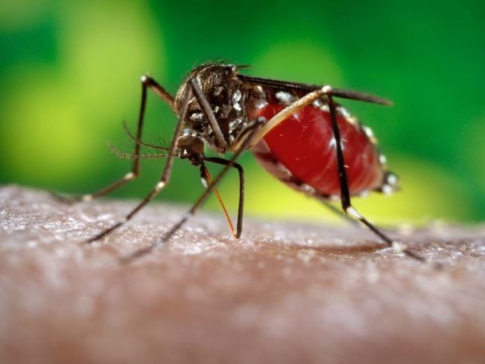 Comment-les-femelles-moustiques-echappent-aux-insecticides