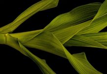 Feuilles : comment poussent-elles ? Comment-poussent-les-feuilles