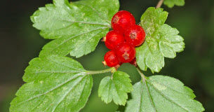 Les conseils pour rajeunir les groseilliers Jardinage -Groseilliers-nos-conseils-pour-les-rajeunir