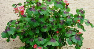 Que pouvez-vous jardiner en hiver ? Jardinage -Interieur-potager-terrasse-que-pouvez-vous-jardiner-en-cette-periode-de-l039annee-