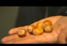 Les noisettes et leur récolte La-recolte-des-noisettes-Allo-Docteurs