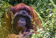 Quelles sont les espèces les plus menacées ? Mammiferes-poissons-plantes-Quelles-sont-les-especes-les-plus-menacees-