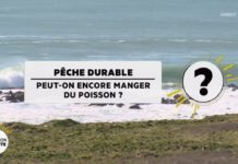 Peut-on encore manger du poisson ? Peche-durable-Peut-on-encore-manger-du-poisson-