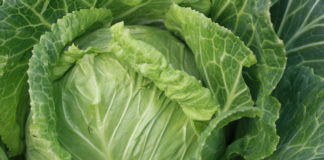 12 aliments qui ralentissent le vieillissement de la peau et les rides Rides-12-aliments-a-consommer-pour-ralentir-le-vieillissement-de-la-peau