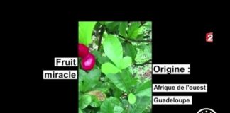 La miraculine, la petite baie qui sucre vos envies ! Sante-Miraculine-la-baie-qui-sucre-vos-papilles