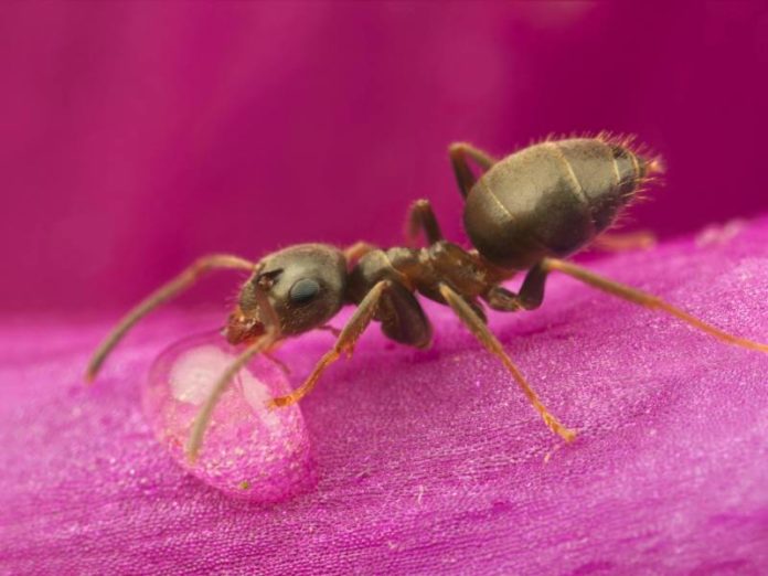 Seule-une-fourmi-ne-pese-rien -En-collectif-elle-est-geniale