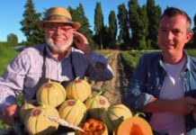 Terroir : le melon de Cavaillon Terroir-le-melon-de-Cavaillon