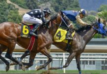 La France est-elle un pays de parieurs ? horse-g313885c79_1280