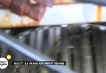 Découvrez le bulot, le grand escargot de mer Bulot-le-grand-escargot-de-mer